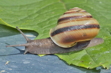 Wall Mural - Snail 8