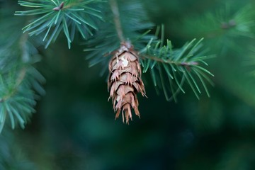 Canvas Print - Cone of a Douglas fir