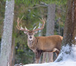 Color outdoor wildlife winter animal portrait of a single red deer / elk with large antlers standing behind a tree with snow in front of a forest on a sunny day