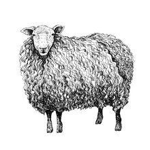 Sheep Sketch Style. Hand Drawn Illustration Of Beautiful Black And White Animal. Line Art Drawing In Vintage Style. Realistic Image.