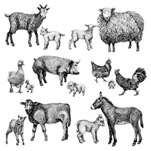 Farm Baby Mother Animals Set. Hand Draw Line Art Style Illustration. Sketch Of Cute Calf, Duck, Lamb, Goat, Chicken, Pig, Donkey And Rooster. BLack And White Vector Image.