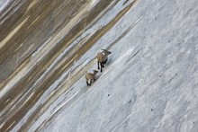 Mother And Cub Of Alpine Ibex, A Species Of Wild Goat That Lives In The Mountains Of The European Alps, Licks Stones And Salt On A Vertical Dam At The Lake Barbellino. Bergamo, Italy