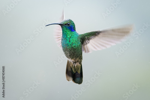 Hummingbird in the cloud forest of Dota, Costa Rica Poster Mural XXL