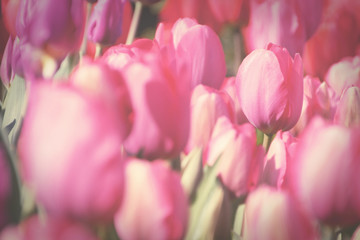 Wall Mural - Pink tulip in garden, process in vintage toned for background.