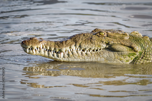 Plakat Amerykański krokodyl w wodzie