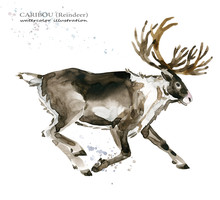 Caribou. Reindeer Watercolor Illustration