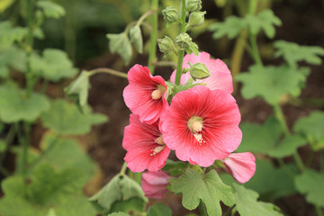 Wall Mural - Pink Hollyhock flower on plant in garden.