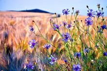 Purple Wildflowers On A Corn Field