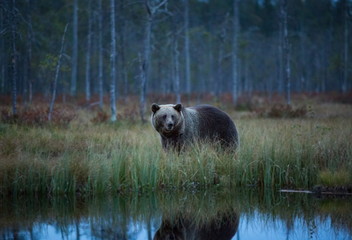 Ursus arctos. The brown bear is the largest predator in Europe. He lives in Europe, Asia and North America. Wildlife of Finland. Photographed in Finland-Karelia. Beautiful picture. From the life of th