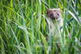 Fototapeta Do akwarium - European weasel in high grass