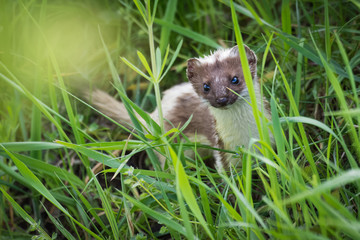 European weasel in high grass