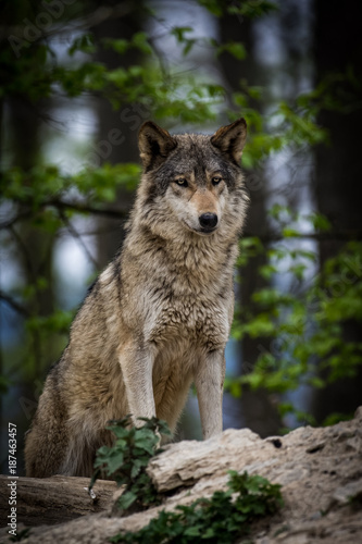 Obraz wilk  kanadyjski-wilk-lesny-w-lesie