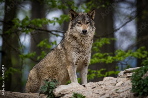 Dekoracja na wymiar  kanadyjski-wilk-lesny-w-lesie