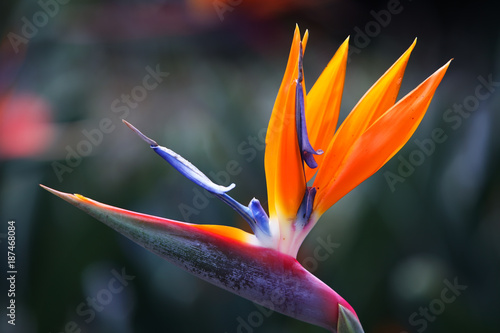 Fotografía beautiful bird of paradise flower background.