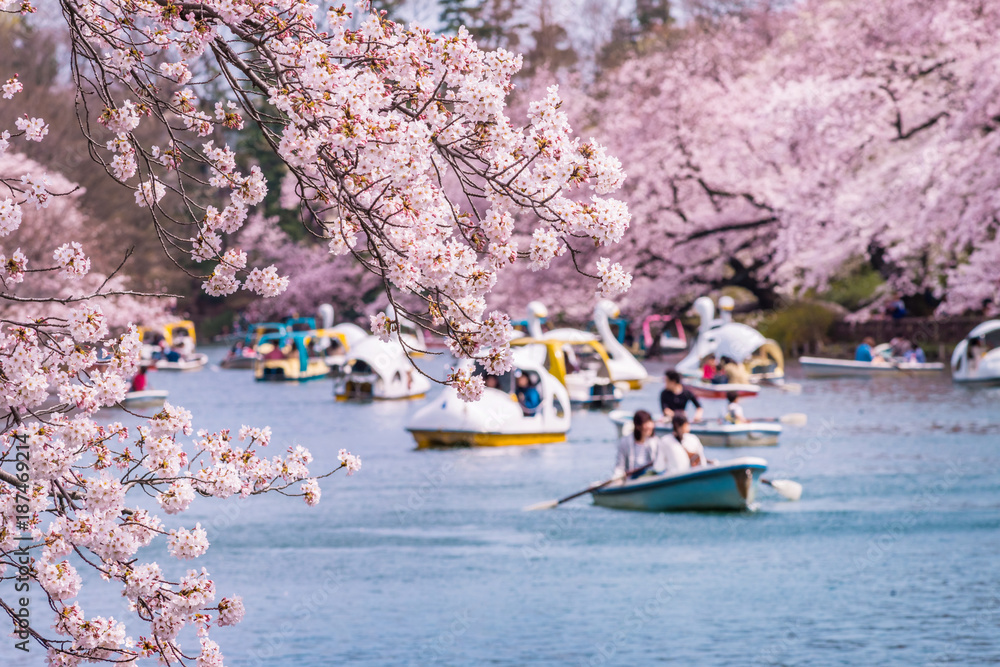 井の頭恩賜公園の桜とボート池の風景 / Scenery of cherry blossoms
