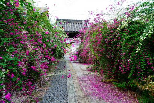 京都勝念寺かましきさんの萩 Buy This Stock Photo And Explore Similar Images At Adobe Stock Adobe Stock