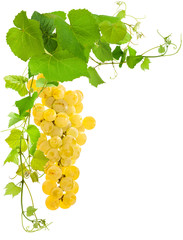 Canvas Print - raisin blanc et vigne, fond blanc