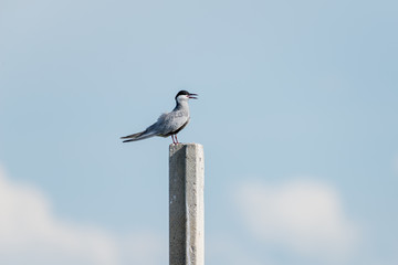 Wall Mural - Little tern in wetlands Thale Noi, one of the country's largest wetlands covering Phatthalung, Nakhon Si Thammarat and Songkhla ,South of THAILAND.