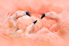 Flaningo Fight. American Flamingo, Phoenicopterus Rubernice, Pink Big Bird, Dancing In Water, Animal In The Nature Habitat, Cuba, Caribbean. Wildlife Scene From Nature. Flock Of  Birds.