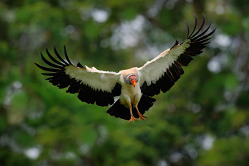 Wall Mural - King vulture, Sarcoramphus papa, large bird found in Central and South America. King vulture in fly. Flying bird, forest in the background. Wildlife scene from tropic nature. Red head bird.