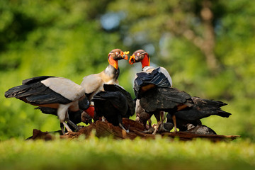 Wall Mural - King vulture, Sarcoramphus papa, with carcas and black vultures. Red head bird, forest in the background. Wildlife scene from tropic nature. Condors in tropic forest and cow. Animal feeding behaviour.