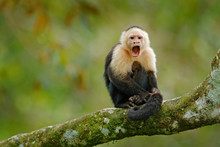 White-headed Capuchin, Black Monkey Sitting On Tree Branch In The Dark Tropic Forest. Wildlife Costa Rica. Travel Holiday In Central America. Wildlife Scene From Tropic Jungle. Open Muzzle With Tooth