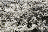 Fototapeta Do akwarium - tree covered with white blossoms