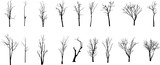 Fototapeta  - Dead Tree without Leaves Vector