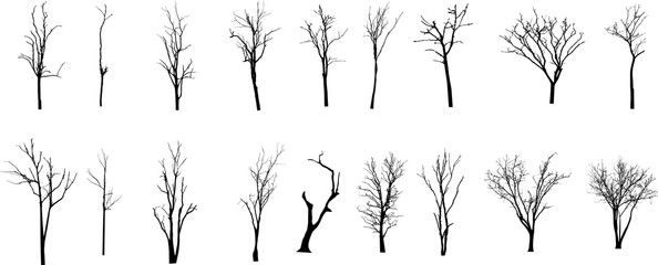 dead tree without leaves vector