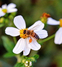 Close-up Honey Bee On White Flower