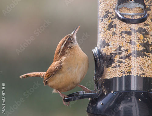 Carolina Wren On A Bird Feeder Buy This Stock Photo And Explore