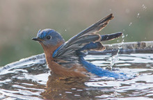 Male Eastern Blue Bird