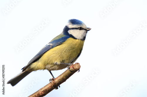 Fotomural Blaumeise auf Zweig schön freigestellt vor hellen Hintergrund