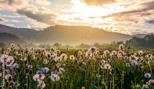 Fotografering  field of white fluffy dandelions at foggy sunrise
