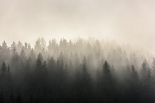  Pine Forests. Misty Morning View In Wet Mountain Area.