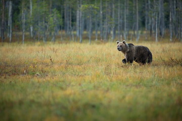 Ursus arctos. The brown bear is the largest predator in Europe. He lives in Europe, Asia and North America. Wildlife of Finland. Photographed in Finland-Karelia. Beautiful picture. From the life of th