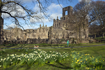 Wall Mural - Kirkstall Abbey with narcissi and daffodils, Leeds, Yorkshire, England, UK