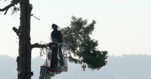 Professional Lumberjack Cuts Branches On The Top Of A Big Thuja With A Chainsaw
