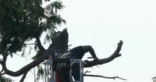 Professional Lumberjack Cuts Branches On The Top Of A Big Thuja With A Chainsaw