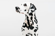 © George Baxter - Dalmatian