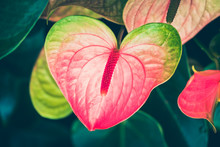 Spring Scenes Of Pink Anthurium, Laceleaf And Tailflower,  Blooming Flowers In The Garden With Abstract Green Soft Nature Background And Wallpaper
