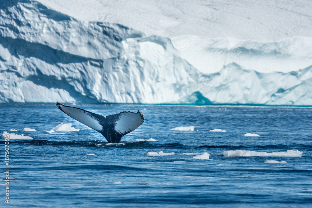 Humpback whales feeding among giant icebergs, Ilulissat, Greenland - obrazy, fototapety, plakaty 