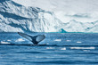 Humpback whales feeding among giant icebergs, Ilulissat, Greenland