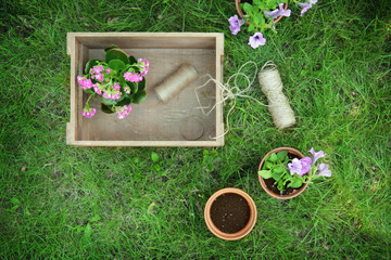 Wall Mural - Composition with beautiful pot plants on green lawn