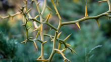 Close Up Of Thorns, Or Spine, Prickle Or Pricker Focus On Thorn