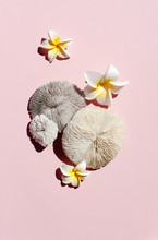 Tropical Shells And Coral With Flowers