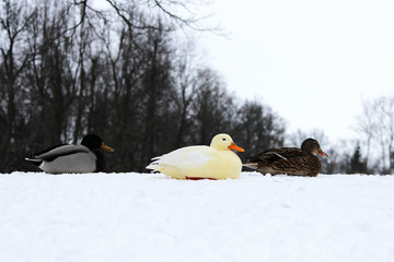 White duck drake as variability within the species Anas platyrhynchos in the Gatchina park. miracles of disguise.