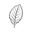 black and white vector illustration of a beech leaf