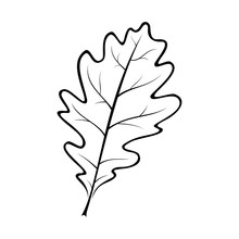 Black And White Vector Illustration Of An Oak Leaf