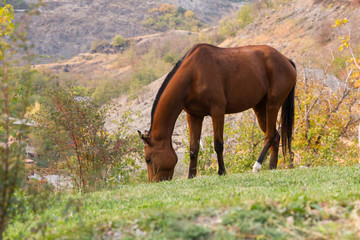 Wall Mural - Brown horse eating grass on the field.